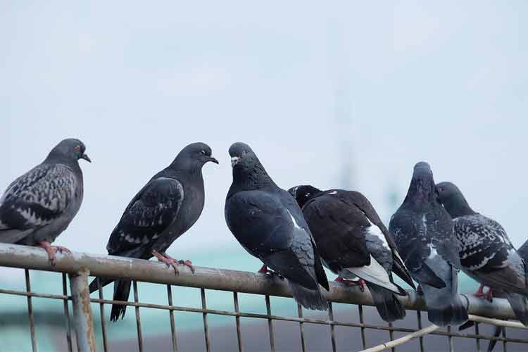 You are currently viewing Effective Ways to Get Rid of Pigeon