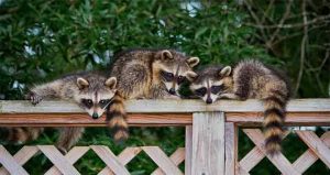 Read more about the article Don’t Let Raccoons Mess Up Your Home